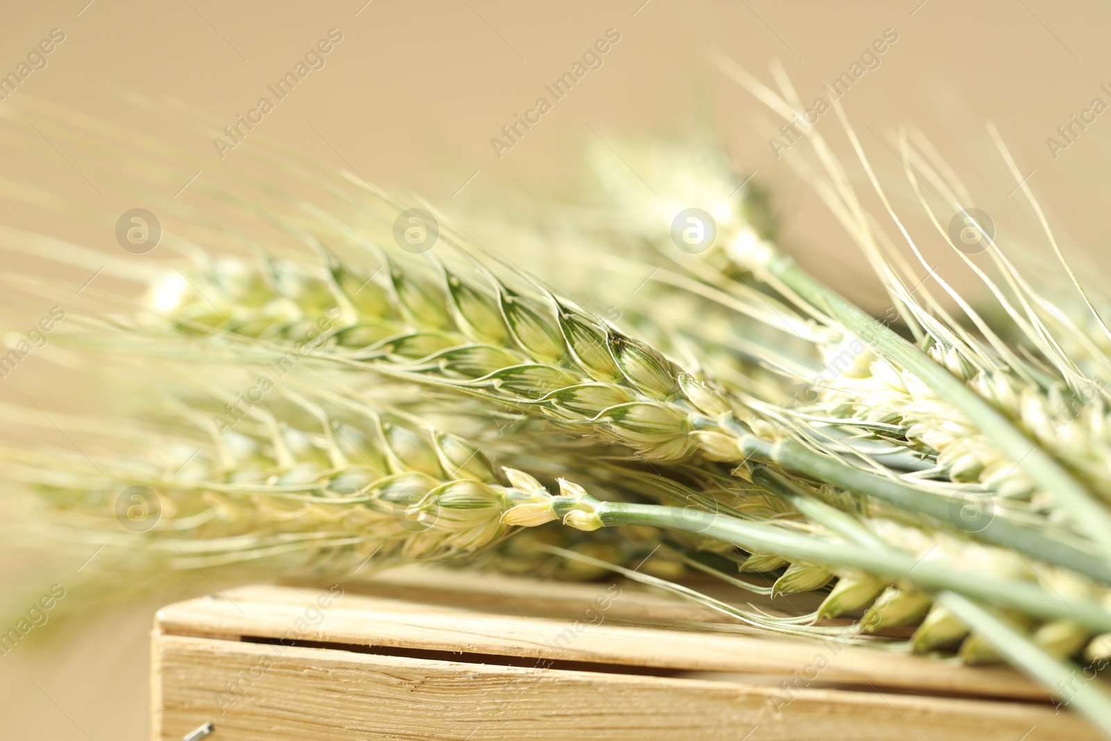 Photo of Green wheat spikes on wooden crate against beige background, macro view