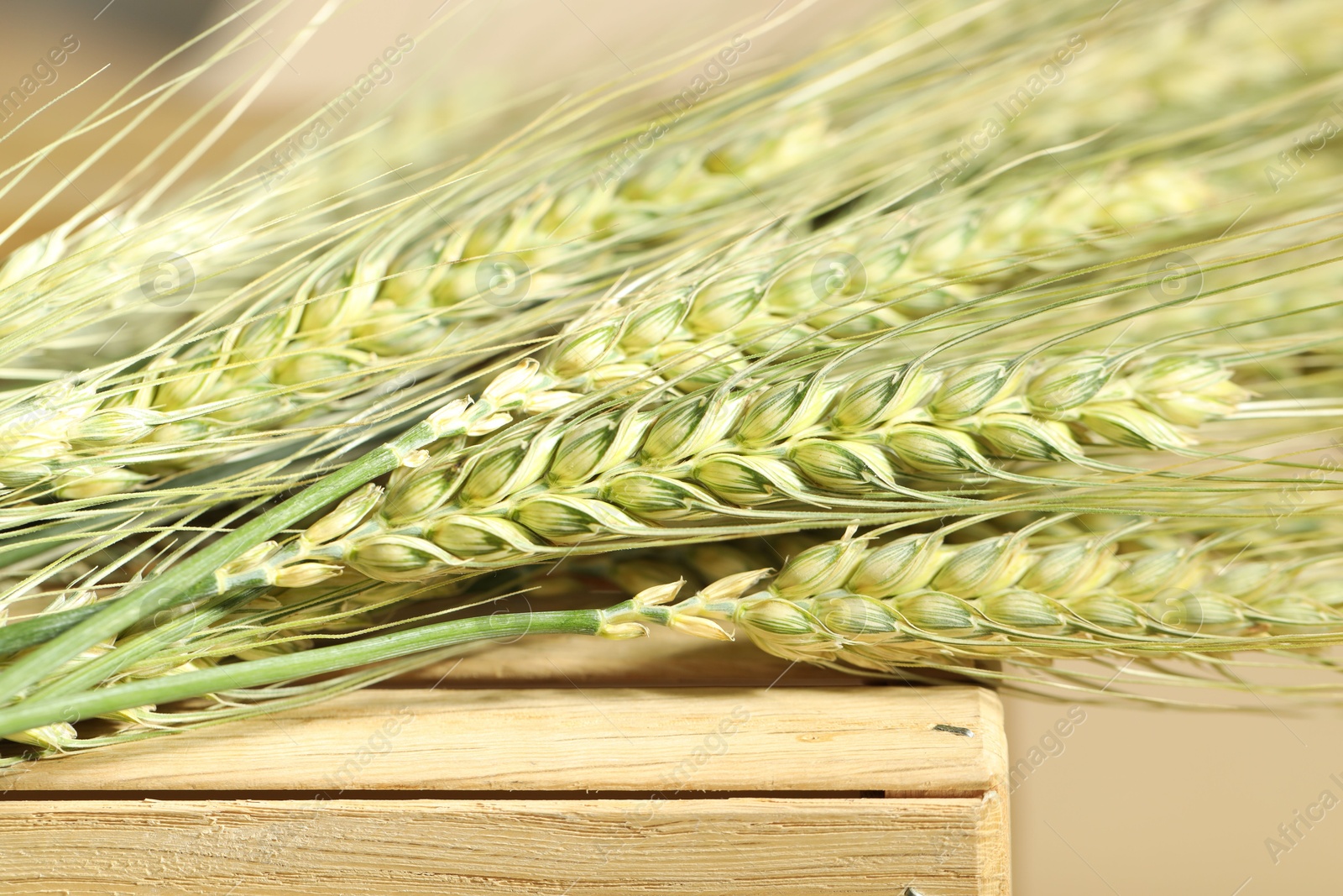 Green wheat spikes on wooden crate against beige background, macro view Photo of Green wheat spikes on wooden crate against beige background, macro view