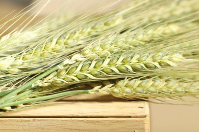 Photo of Green wheat spikes on wooden crate against beige background, macro view