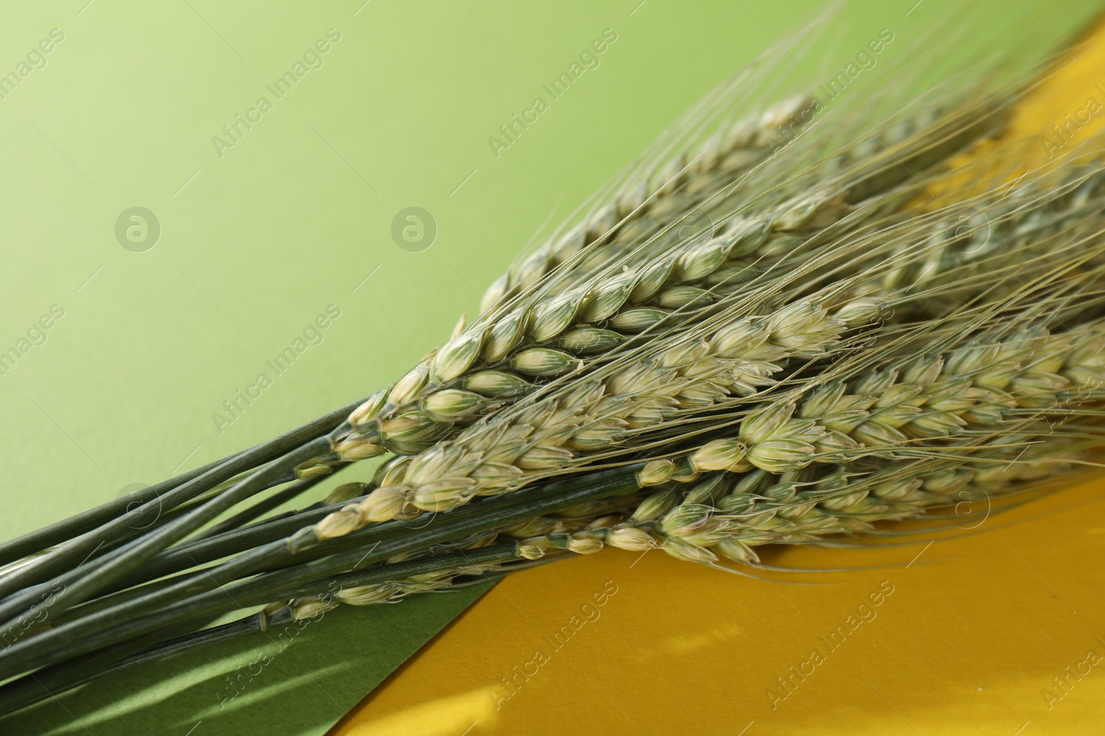 Photo of Green wheat spikes on color background, closeup