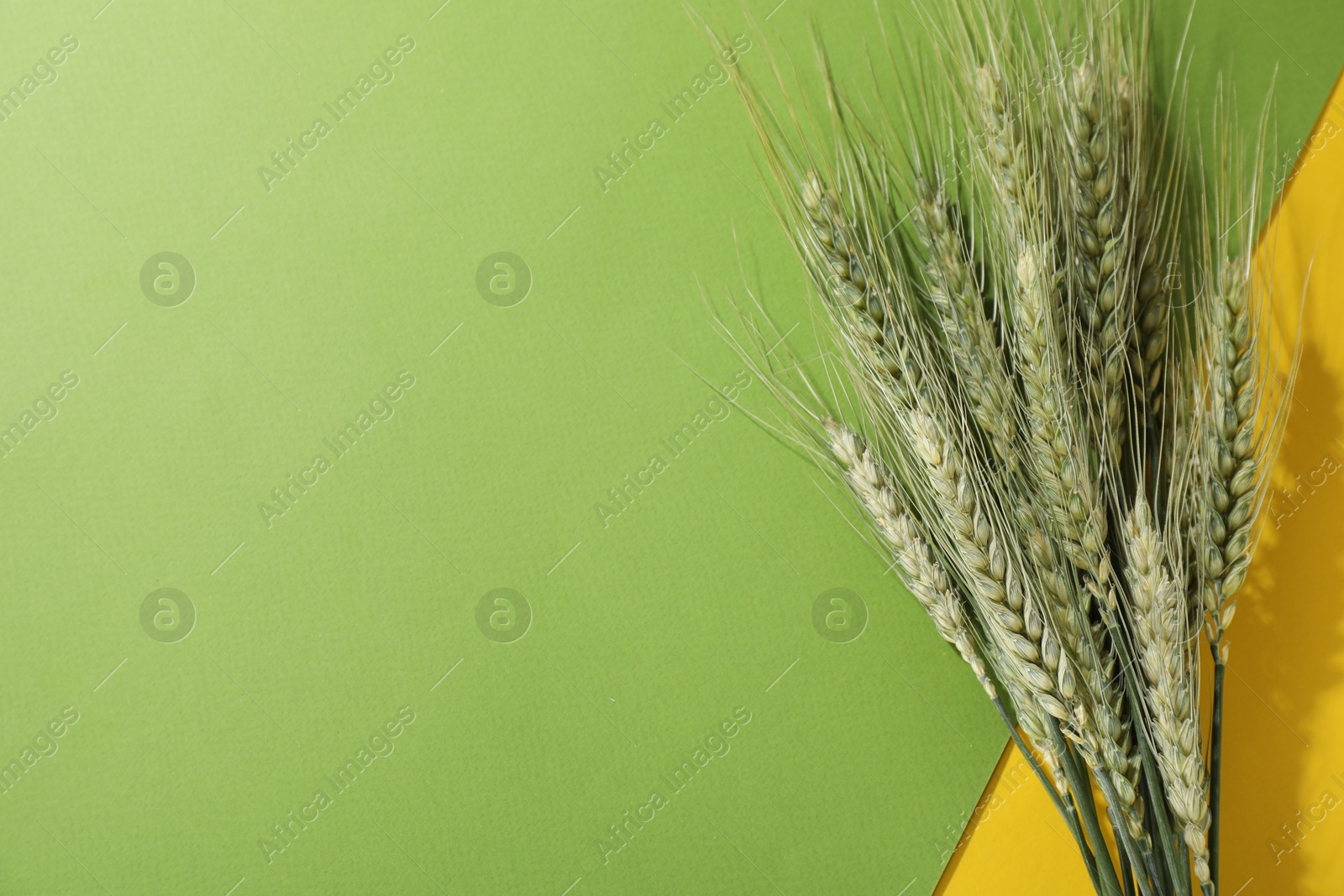 Photo of Green wheat spikes on color background, flat lay. Space for text
