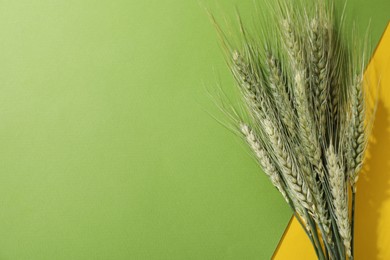 Photo of Green wheat spikes on color background, flat lay. Space for text