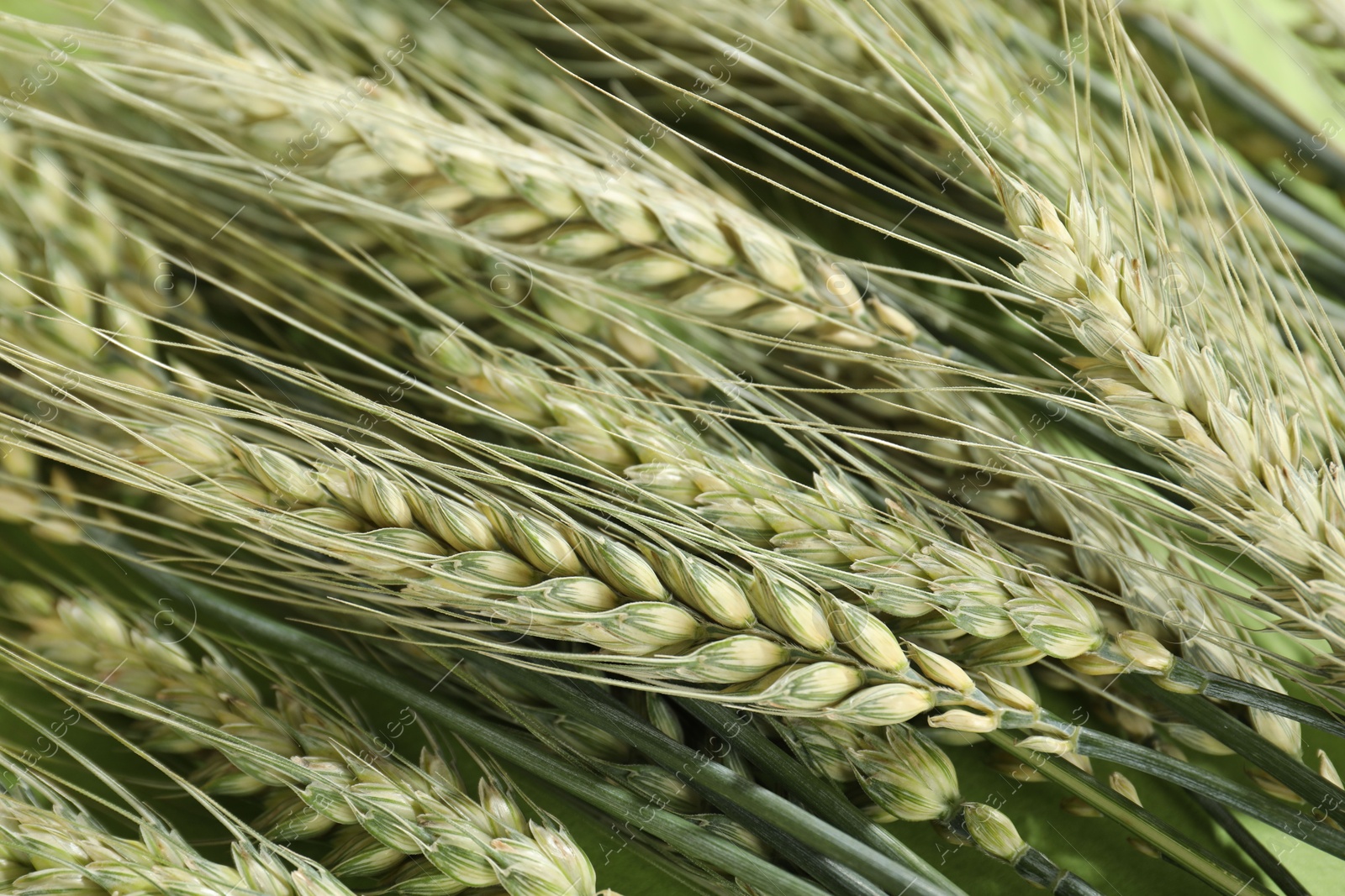 Photo of Many beautiful wheat spikes as background, closeup