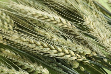 Photo of Many beautiful wheat spikes as background, closeup