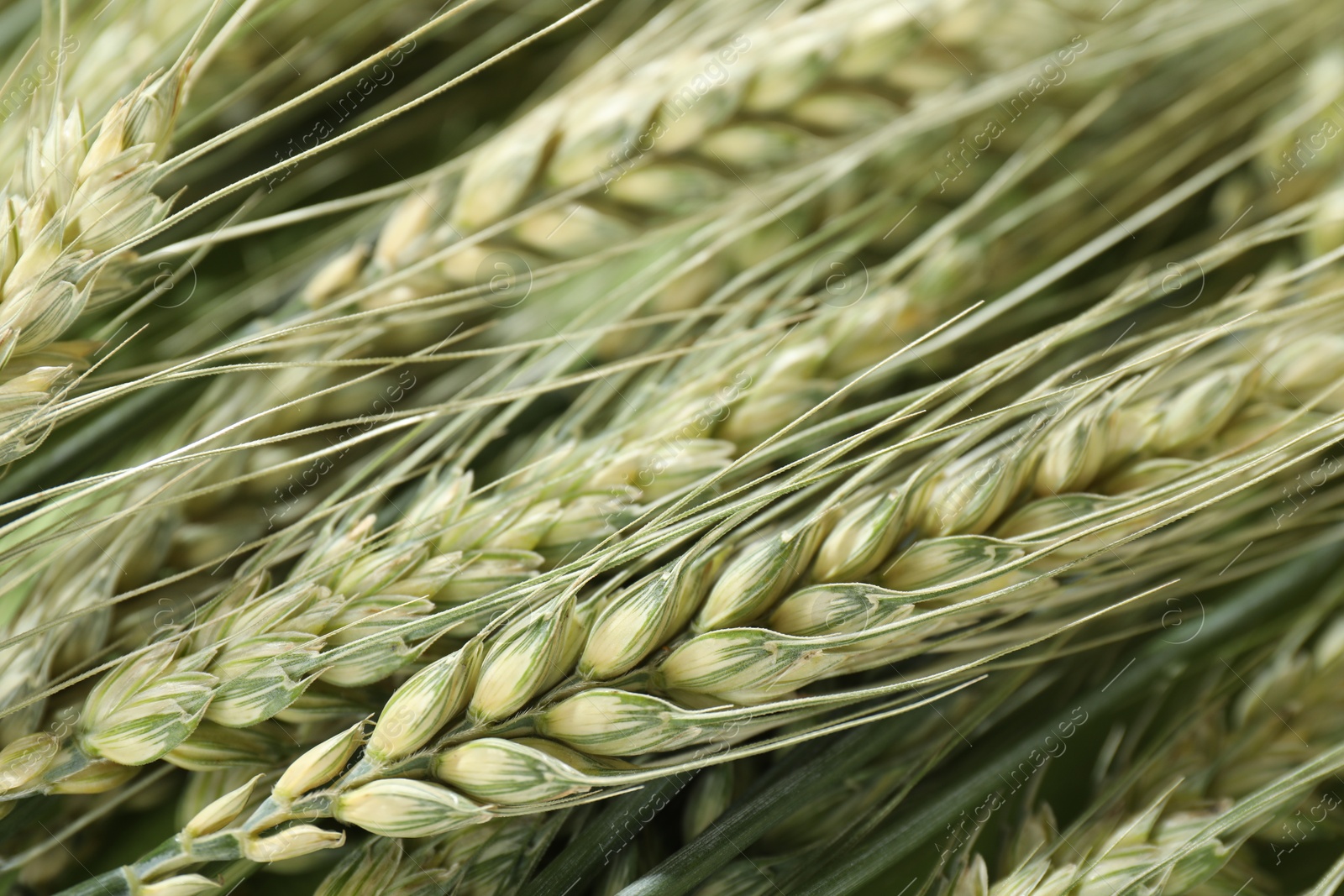 Photo of Many beautiful wheat spikes as background, closeup