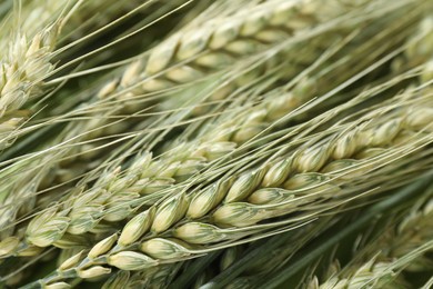 Photo of Many beautiful wheat spikes as background, closeup
