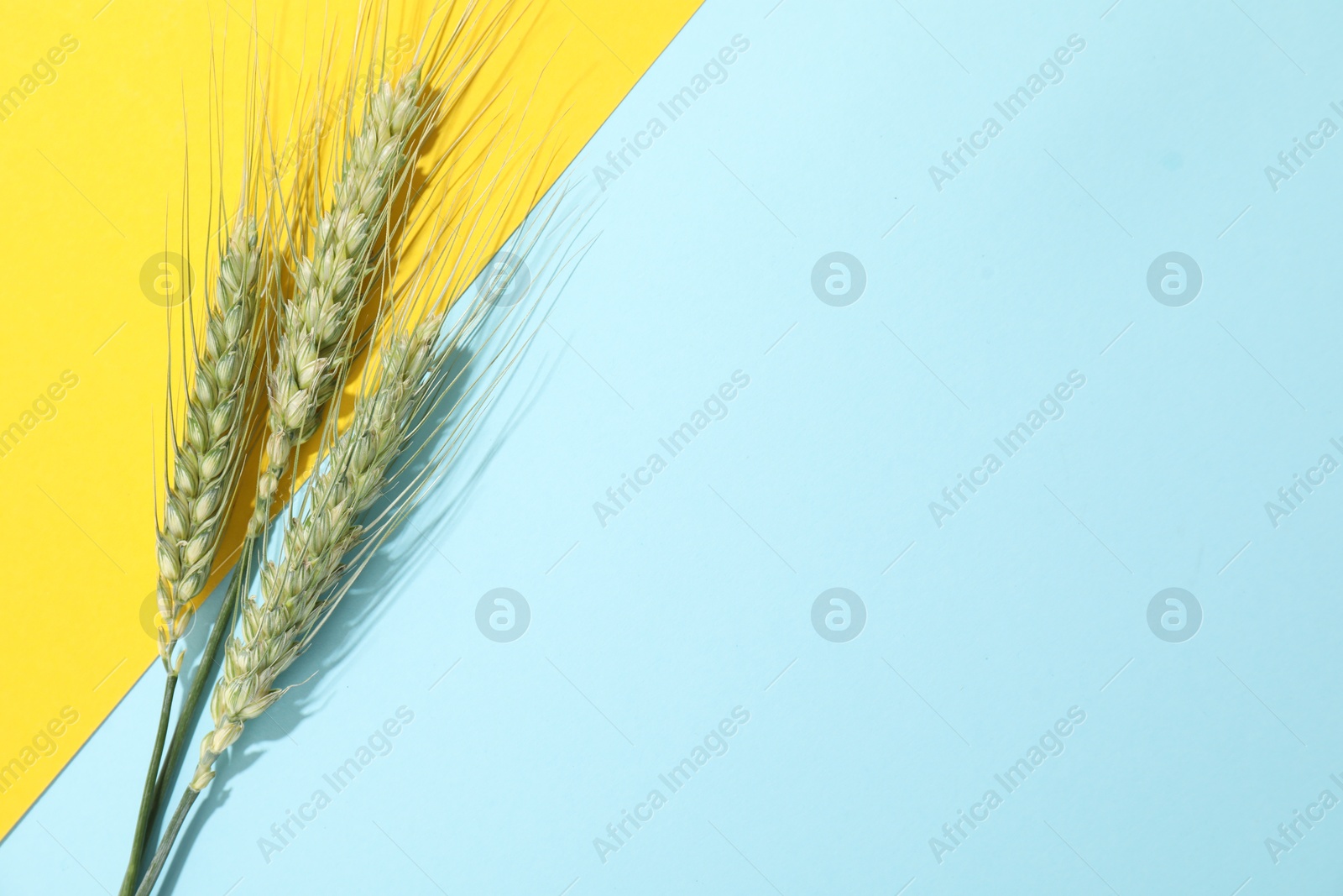 Photo of Green wheat spikes on color background, flat lay. Space for text