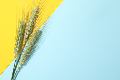 Photo of Green wheat spikes on color background, flat lay. Space for text