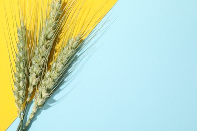 Photo of Green wheat spikes on color background, flat lay. Space for text