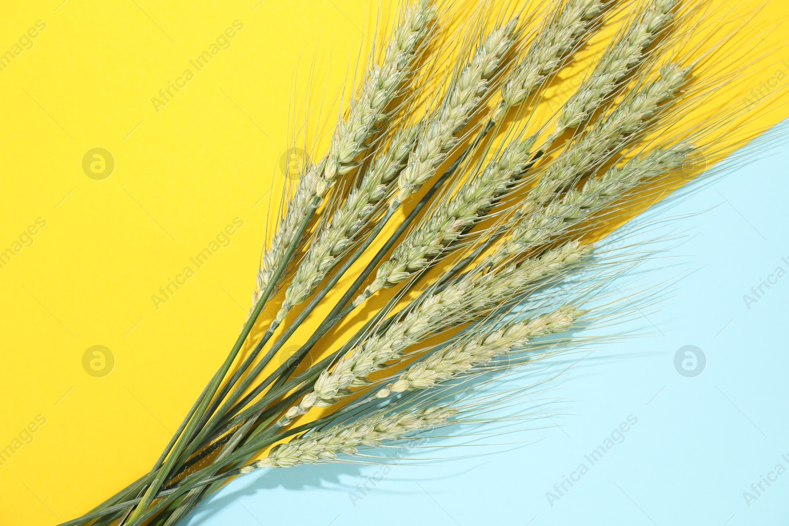 Photo of Green wheat spikes on color background, flat lay