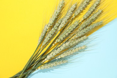 Photo of Green wheat spikes on color background, flat lay