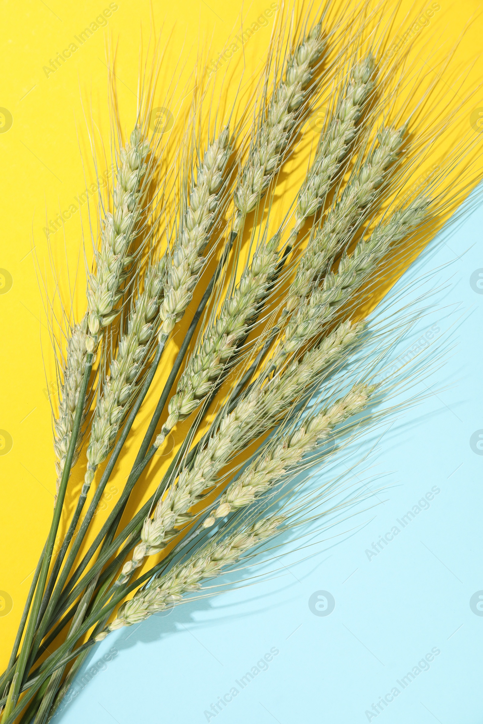 Photo of Green wheat spikes on color background, flat lay