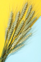 Photo of Green wheat spikes on color background, flat lay