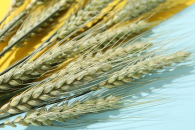 Photo of Green wheat spikes on color background, closeup