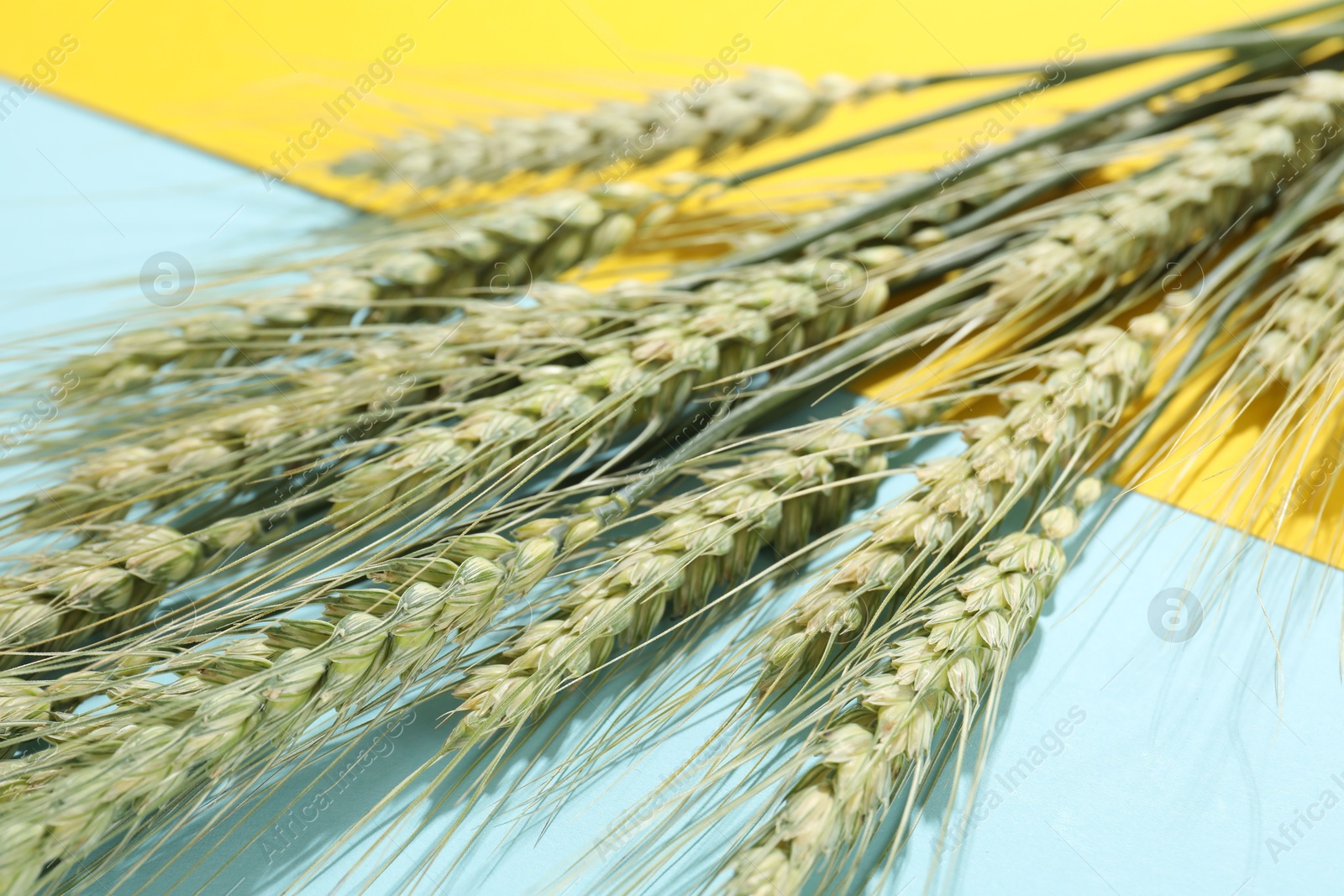 Photo of Green wheat spikes on color background, closeup