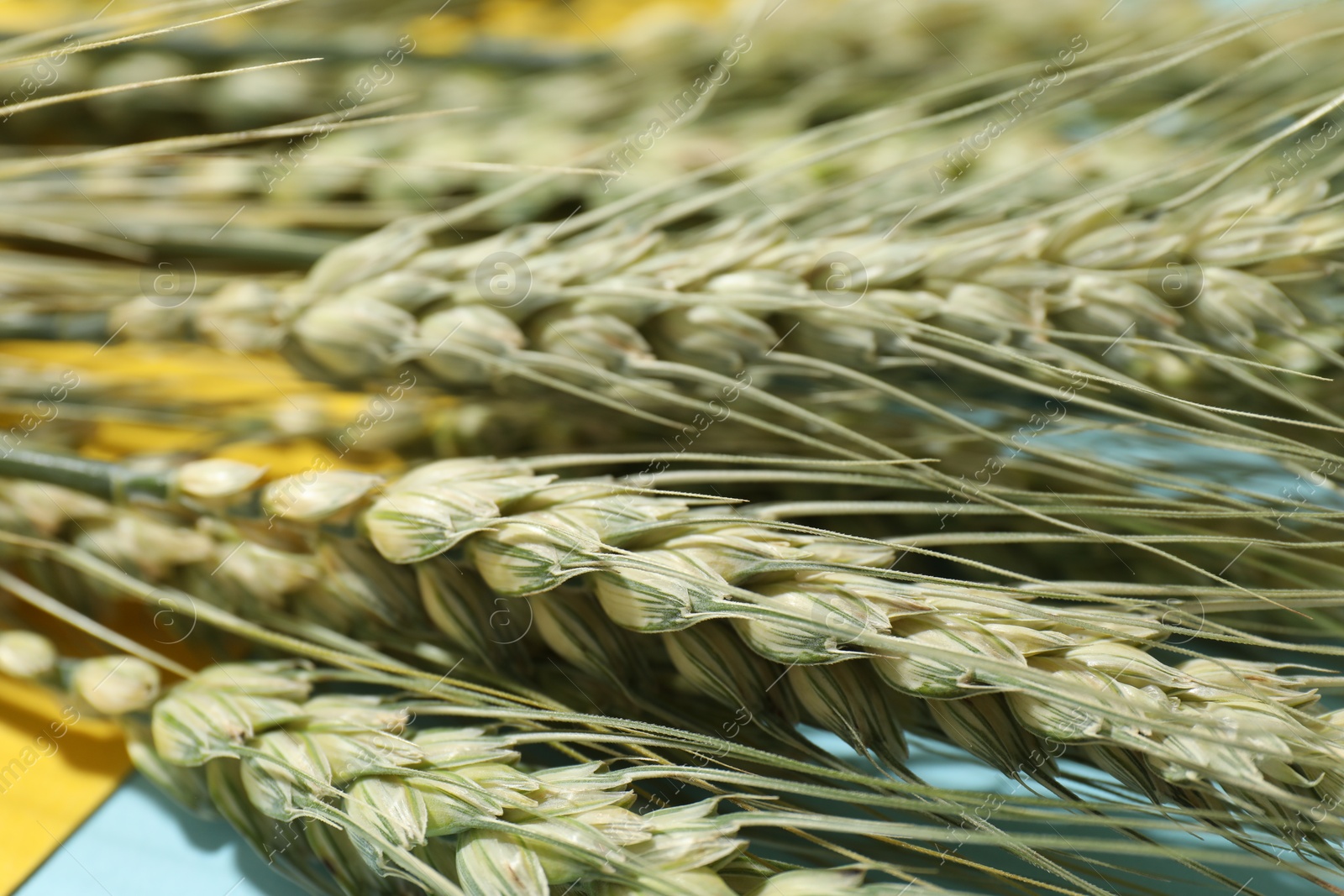 Photo of Green wheat spikes on color background, closeup