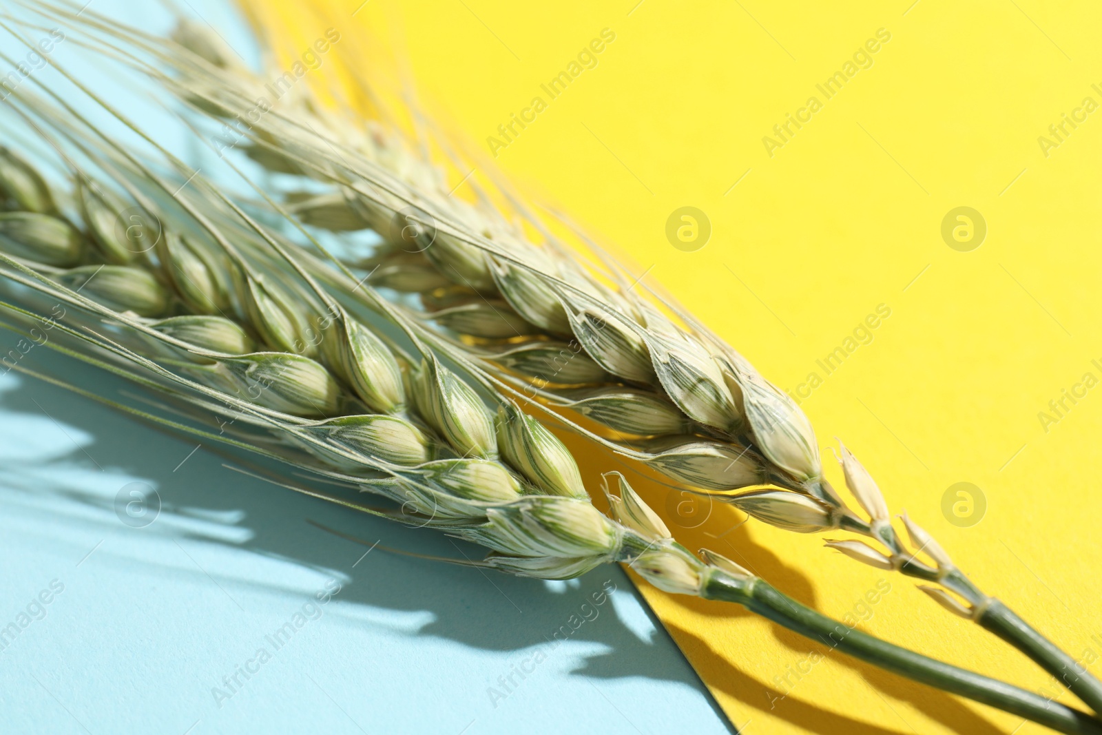Photo of Green wheat spikes on color background, closeup
