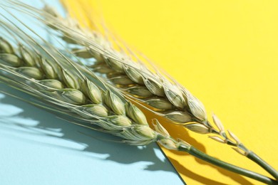 Photo of Green wheat spikes on color background, closeup