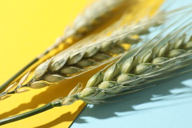 Photo of Green wheat spikes on color background, closeup