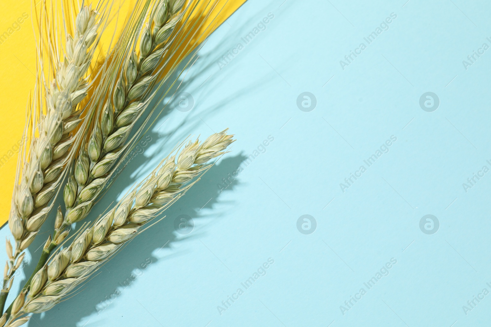 Green wheat spikes on color background, flat lay. Space for text Photo of Green wheat spikes on color background, flat lay. Space for text