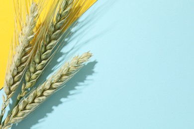 Photo of Green wheat spikes on color background, flat lay. Space for text
