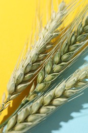 Photo of Green wheat spikes on color background, above view