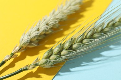 Photo of Green wheat spikes on color background, closeup