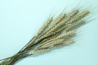 Photo of Green wheat spikes on light blue background, flat lay