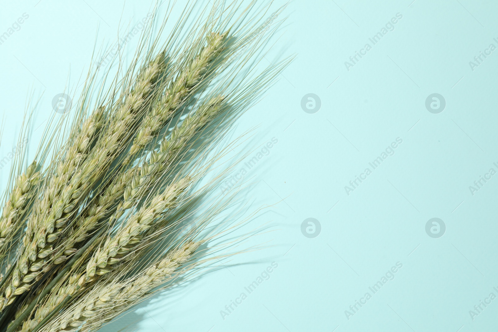Green wheat spikes on light blue background, flat lay. Space for text Photo of Green wheat spikes on light blue background, flat lay. Space for text