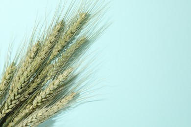 Photo of Green wheat spikes on light blue background, flat lay. Space for text