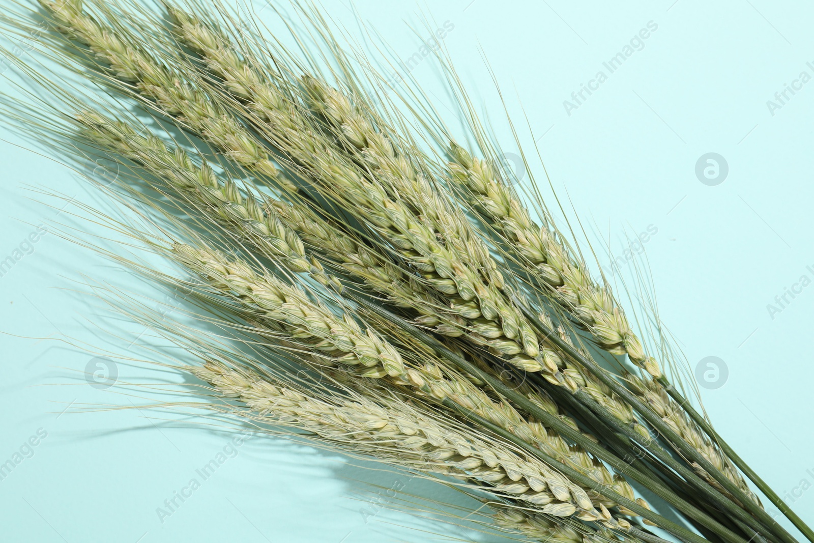 Green wheat spikes on light blue background, flat lay Photo of Green wheat spikes on light blue background, flat lay