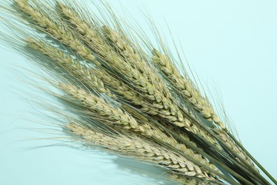 Photo of Green wheat spikes on light blue background, flat lay