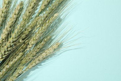 Photo of Green wheat spikes on light blue background, flat lay. Space for text
