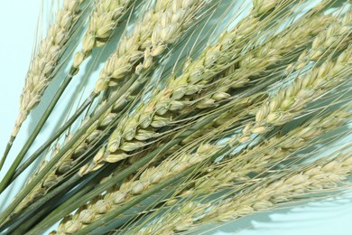 Photo of Green wheat spikes on light blue background, flat lay