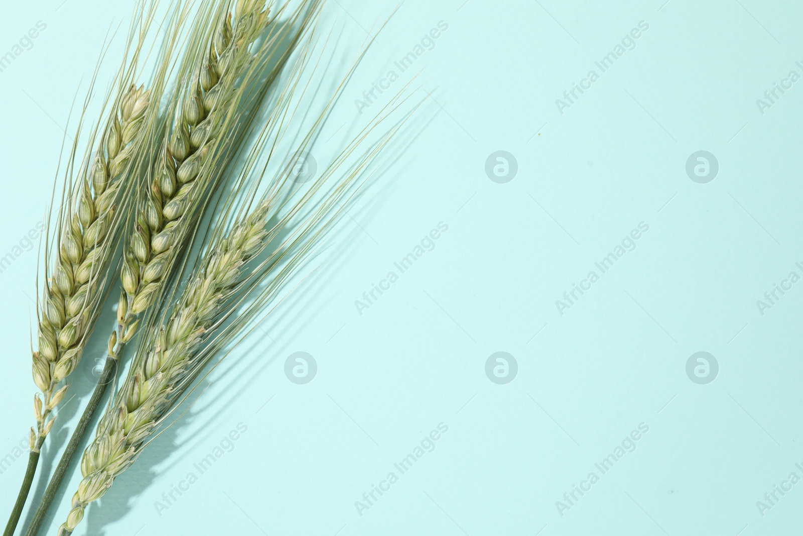 Green wheat spikes on light blue background, flat lay. Space for text Photo of Green wheat spikes on light blue background, flat lay. Space for text