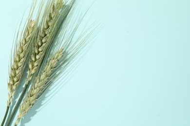 Photo of Green wheat spikes on light blue background, flat lay. Space for text