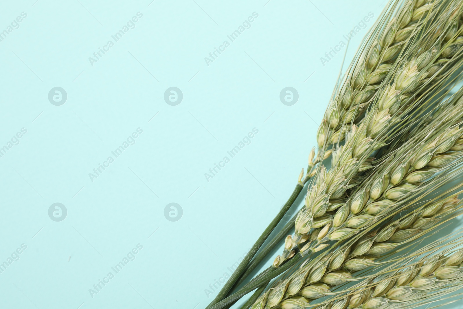 Green wheat spikes on light blue background, flat lay. Space for text Photo of Green wheat spikes on light blue background, flat lay. Space for text