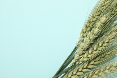 Photo of Green wheat spikes on light blue background, flat lay. Space for text