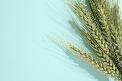 Photo of Green wheat spikes on light blue background, above view. Space for text