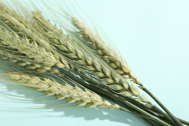 Photo of Green wheat spikes on light blue background, closeup