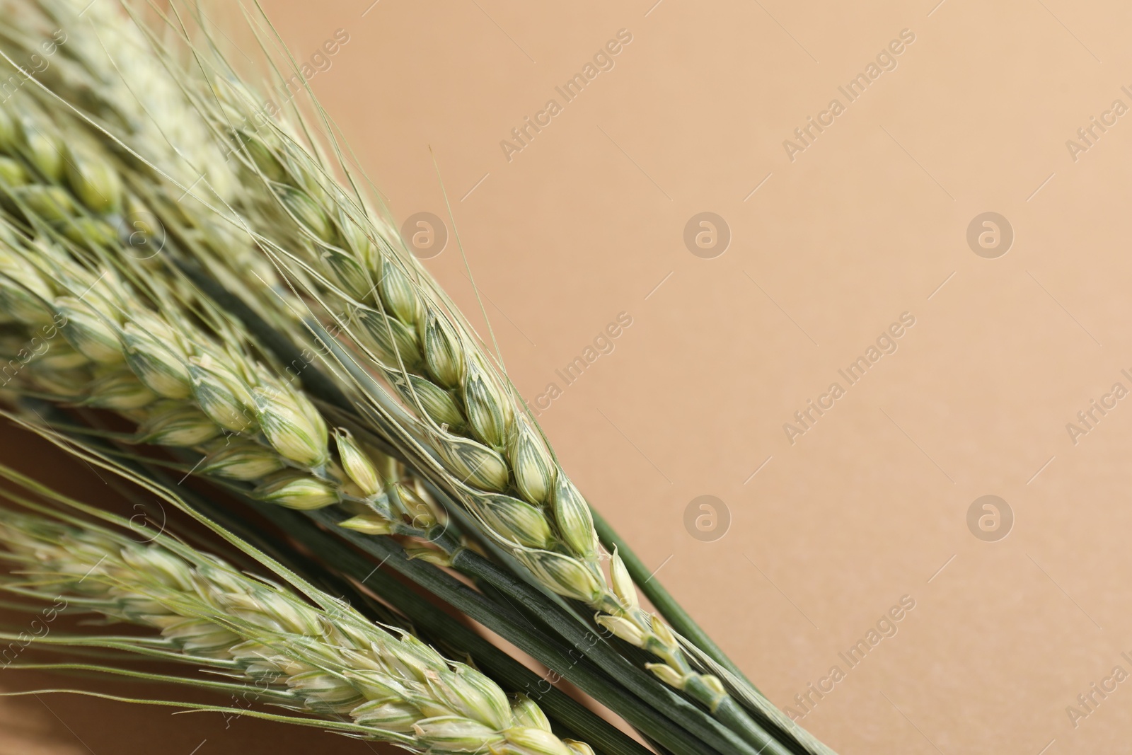 Green wheat spikes on beige background, closeup. Space for text Photo of Green wheat spikes on beige background, closeup. Space for text