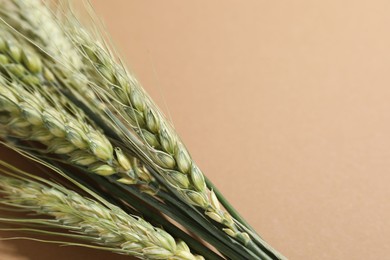 Photo of Green wheat spikes on beige background, closeup. Space for text