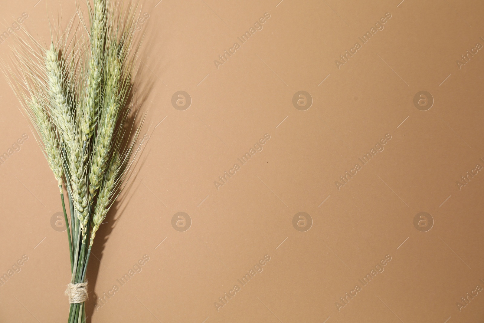 Bunch of green wheat spikes on beige background, top view. Space for text Photo of Bunch of green wheat spikes on beige background, top view. Space for text