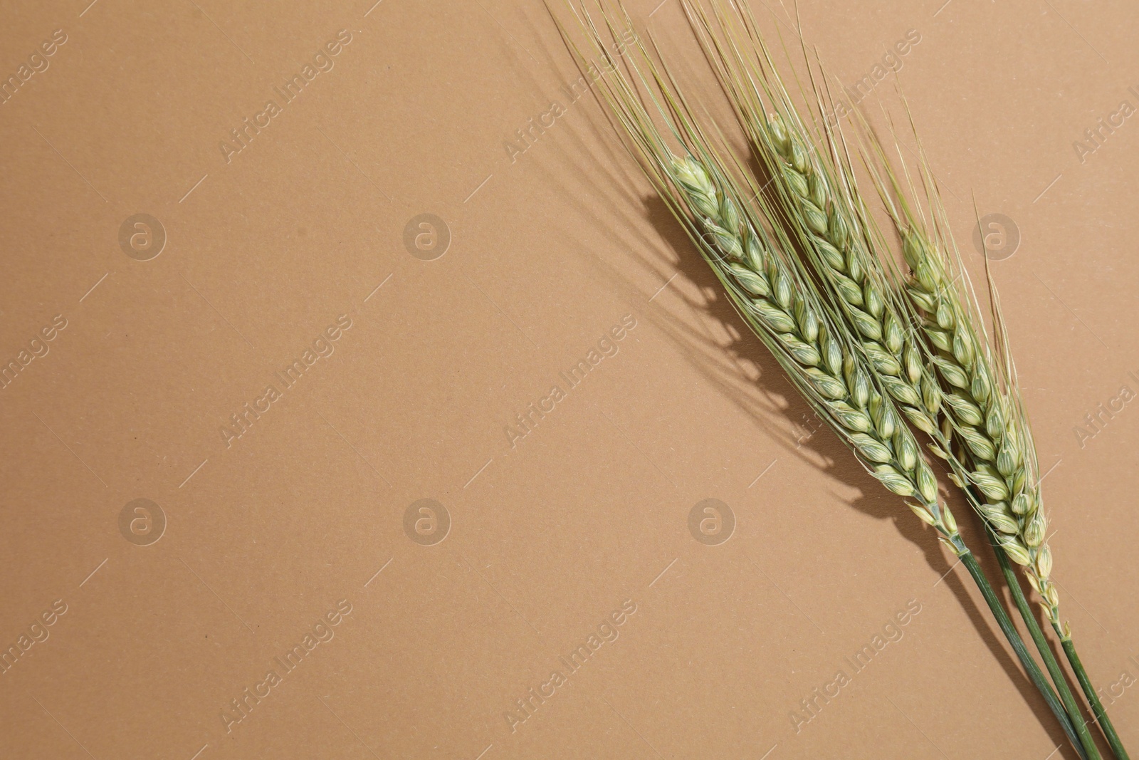 Green wheat spikes on beige background, flat lay. Space for text Photo of Green wheat spikes on beige background, flat lay. Space for text