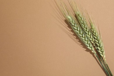 Photo of Green wheat spikes on beige background, flat lay. Space for text