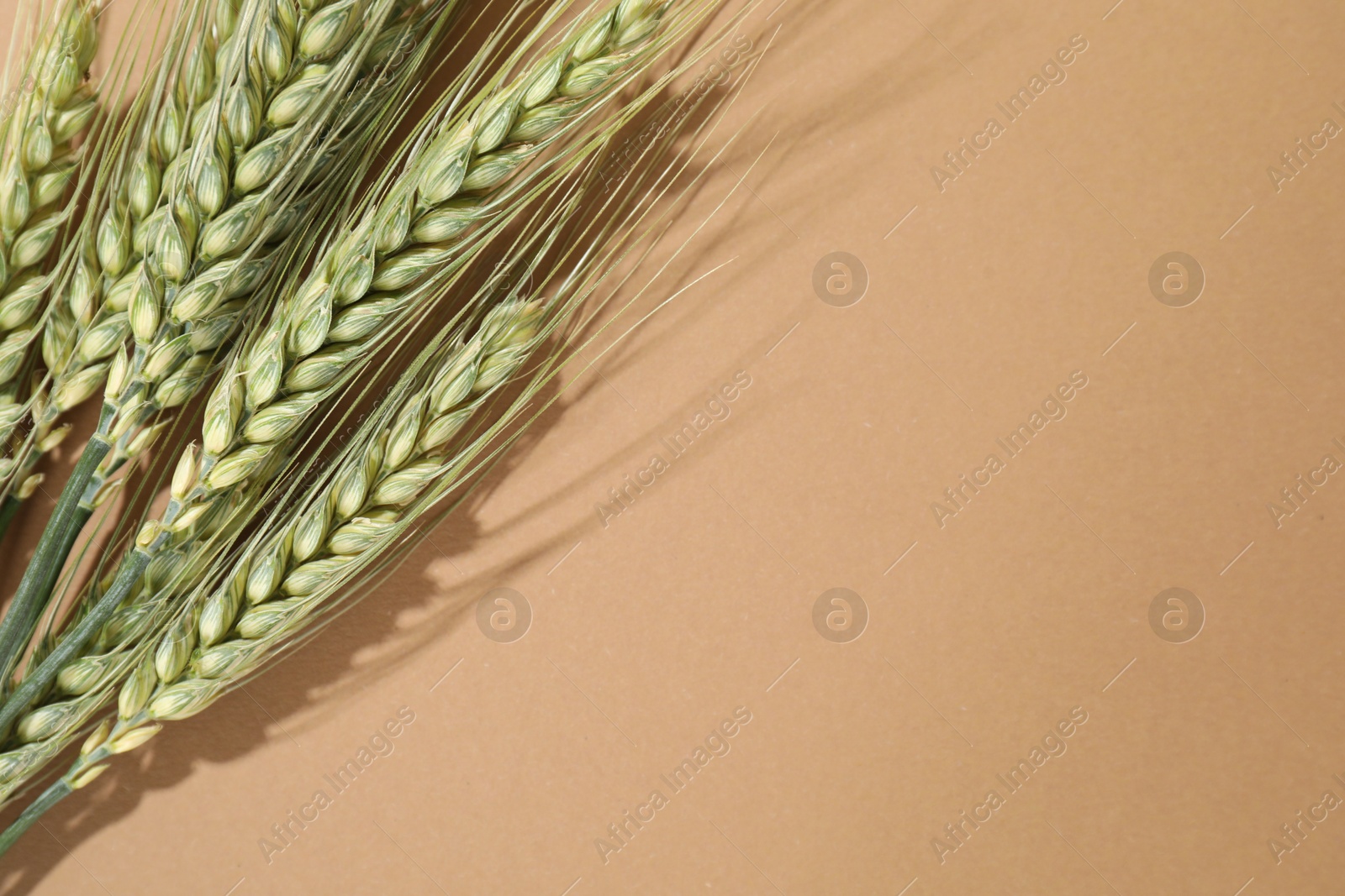 Green wheat spikes on beige background, flat lay. Space for text Photo of Green wheat spikes on beige background, flat lay. Space for text