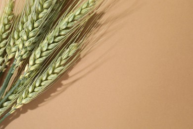 Photo of Green wheat spikes on beige background, flat lay. Space for text