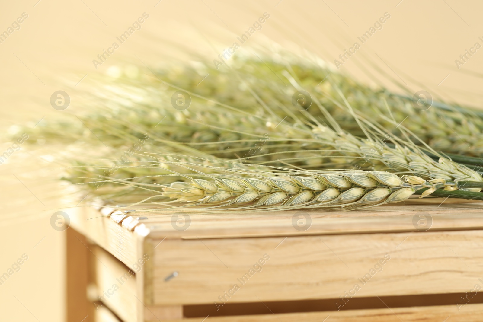 Green wheat spikes on wooden crate against beige background, closeup Photo of Green wheat spikes on wooden crate against beige background, closeup