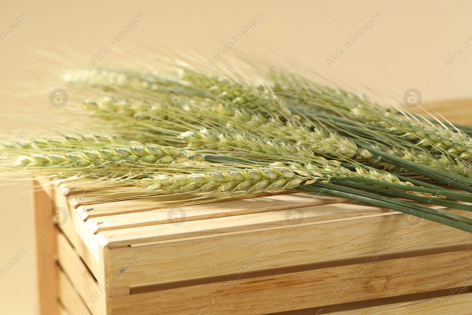 Green wheat spikes on wooden crate against beige background, closeup Photo of Green wheat spikes on wooden crate against beige background, closeup
