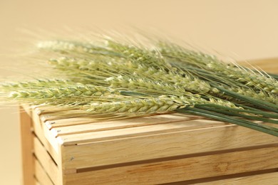 Photo of Green wheat spikes on wooden crate against beige background, closeup